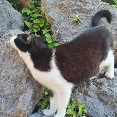 Geringer Ξενοδοχείο